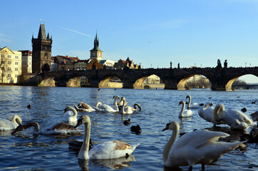 Swan and Charles Bridge in Prague
