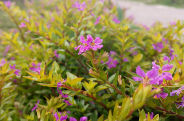 flowers in the garden