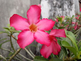 red hibiscus flower, red frangipani flower