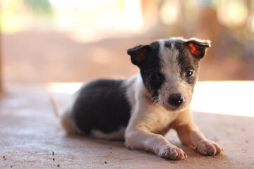jack russell terrier