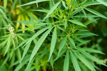 Cannabis Texture Marijuana Leaf Pile Background with Flat Vintage Style