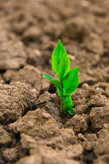 New life concept. Green seedling in the ground in fieldGreen sprout in dry cracked soil. Agriculture and farming concept. seedling cultivation. Farming concept.
