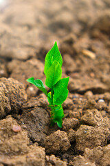  Agriculture and farming concept. seedling in the ground in field.New life concept. Green sprout in dry cracked soil. seedling cultivation. Farming concept.