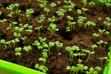 Green small sprouts in peat close-up.Green seedlings in Green germination tray. Growing seedlings.Gardening and agriculture. Growing bio organic vegetables and greens.Home garden. 