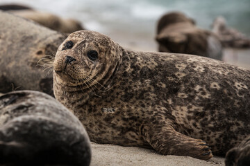Harbor Seal among Others