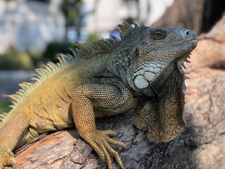 Iguana green - Iguana verde - Seminario Park in Guayaquil - Ecuador