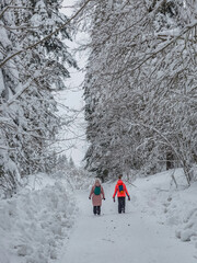 Two girls are walking along a snowy road in a winter forest. Healthy lifestyle.