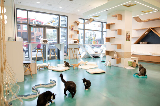 Cats playing and relaxing in cat cafe