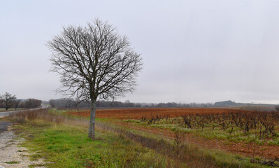 landscape of wineyard in Provence in winter