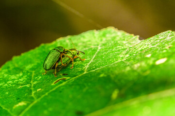 Close up of different species of insects inhabiting wild plants