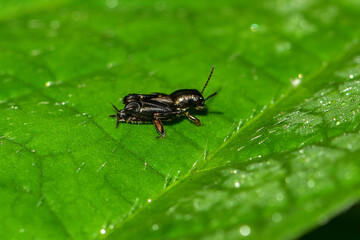 Close up of different species of insects inhabiting wild plants