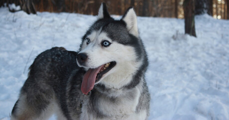 Husky dog with blue eyes in the winter forest snow