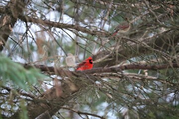 Angry Bird