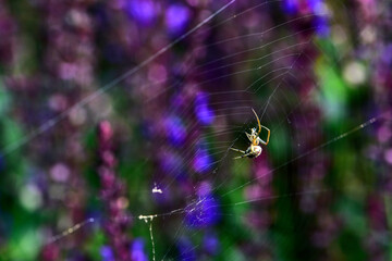 Spiders-insects inhabiting wild plants