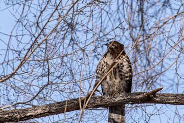 Large Cooper's Hawk, Accipiter cooperii,  perched in a tree looking up at the sky above.