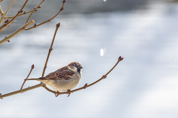 Close up photograph of a Common house Sparrow perched on a branch in winter.