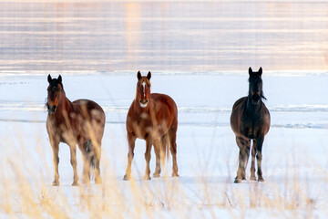 Wild Mustang Horse in the Snow on Washoe Lake in Washoe Valley Nevada located between Reno and Carson City.