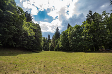 mountain glade, a clearing field in the middleof an alpine forest of triglav national park in Bled...