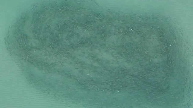 Aerial: Large school of Mullet swim over clear shallow sandy sea floor