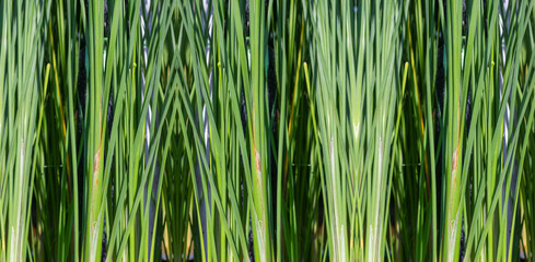 Reed plant:  growing well in wet and swamp area in Sountheast Asia nowadays a decorative plant in home garden. The vertical of its stems creating a natural background pattern for designs