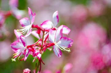 The Beautiful lovely pink gaura flower or butterfly bush at a botanical garden.