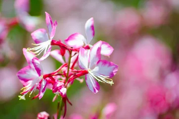 Foto op Canvas The Beautiful lovely pink gaura flower or butterfly bush at a botanical garden. © arliftatoz2205