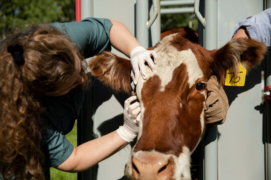 Veterinarian working with cow in pen