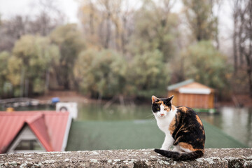 Selective blur on a female stray cat, a calico cat, young, standing in Pancevo, Serbia, outdoors, abandoned. It is a typical tricolor cat, European breed. .. - obrazy, fototapety, plakaty