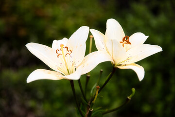 white lilies in the garden