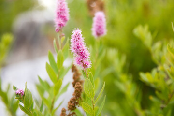 flowers in the grass