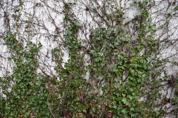 Old evy overgrown wall