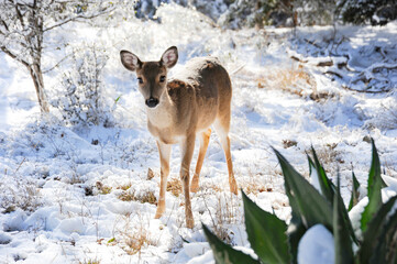 A very cute and pretty small doe wanders through the snow and underneath a tree searching for food in the winter.