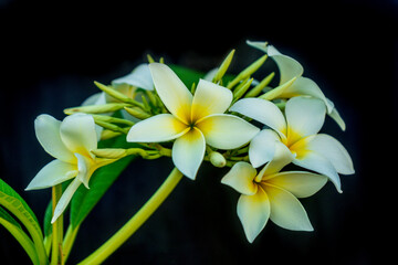Fototapeta na wymiar Flores Brancas com Amarelo