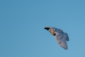 A large female white and black feathered snowy owl soared through a clear blue sky. The wild raptor has a wide wingspan. The yellow eyes of the prey are staring forward into the warm sun.