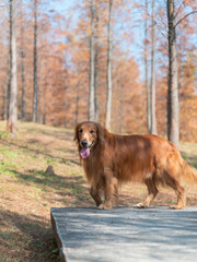Obraz premium Golden Retriever playing in the woods