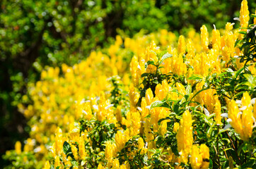 Obraz premium The beautiful yellow Pachystachys lutea or golden candles plant at a botanical garden.