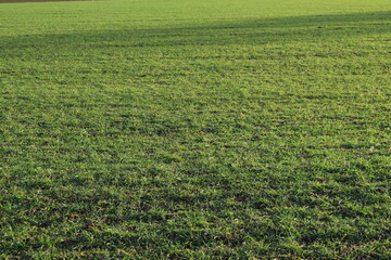 Fototapeta na wymiar Grass close up field
