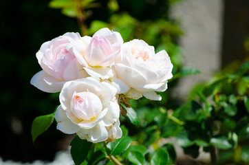Obraz na płótnie Canvas The Beautiful Pink-white hybrid rose flower at a botanical garden.
