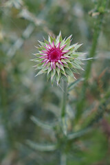 Single scotch thistle flower bud with cobweb. Green with pink centre.