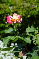 The Beautiful Pink-yellow hybrid rose flower at a botanical garden.