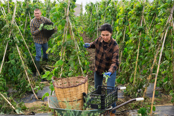 Focused male and female farmers working in a vegetable garden, harvesting organic peas