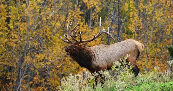 Bull elk stops on small hill in forest, bugles for mate in cold autumn air.