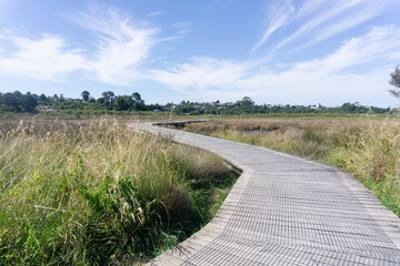 Daisy Hardwick Walk winds through luxuriant green bush and across open wetlands