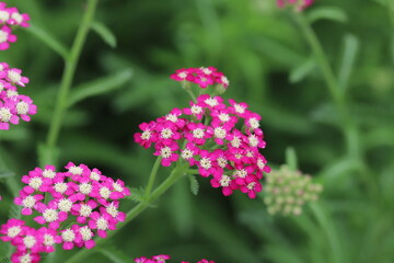 初夏の庭に咲くノコギリソウのピンクの花