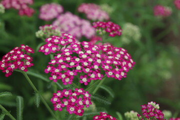 初夏の庭に咲くノコギリソウのピンクの花