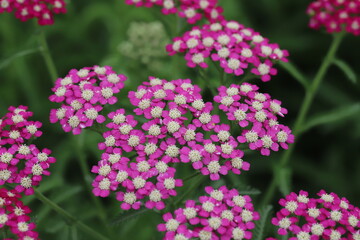 初夏の庭に咲くノコギリソウのピンクの花
