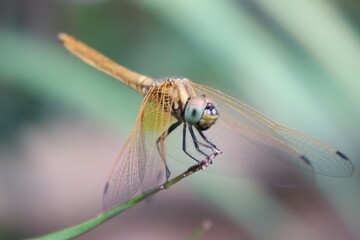 Yellow Dragonfly Resting On A Branch