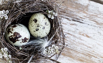 Obraz premium Quail eggs in a bird's nest on a wooden background.