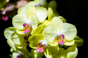 Naklejka na ściany i meble Beautiful Phalaenopsis yellow moth orchid flowers at a botanical garden.