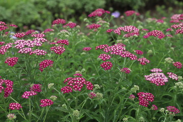 初夏の庭に咲くピンク色のノコギリソウ